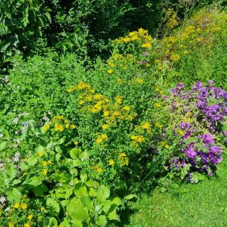 Dnešní sklizeň. Bzučelo to neskutečně, úplně mi bylo líto to těm včelkám otrhat. Ale podělila jsem se s nima, neostříhala...