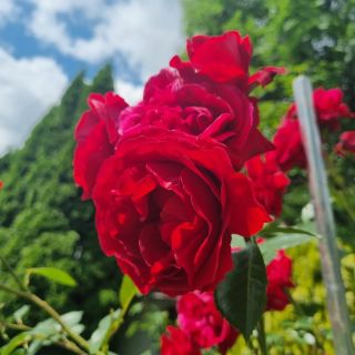 Získala jsem nádherně voňavou růži od @kolibrik_ostrava - a pokud znáte Jarku z Kolibříka, tak víte, že růže je opravdu...